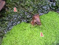 画像「植物2」