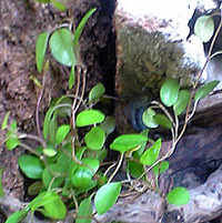 画像「植物3」